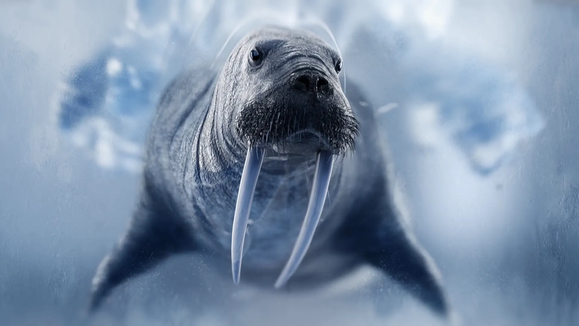 Into the Arctic